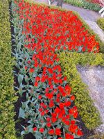 6 Millionen Zwiebeln &ndash; &copy; Andreas Kunzmann (Eberhardt TRAVEL)