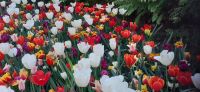 Keukenhof  &ndash; &copy; Kerstin Hugel (Eberhardt TRAVEL)
