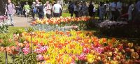Keukenhof  &ndash; &copy; Kerstin Hugel (Eberhardt TRAVEL)