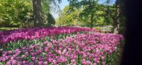 Keukenhof  &ndash; &copy; Kerstin Hugel (Eberhardt TRAVEL)