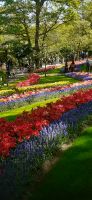 Keukenhof  &ndash; &copy; Kerstin Hugel (Eberhardt TRAVEL)
