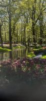 Keukenhof  &ndash; &copy; Kerstin Hugel (Eberhardt TRAVEL)