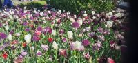 Keukenhof  &ndash; &copy; Kerstin Hugel (Eberhardt TRAVEL)