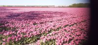 Blumenfeld  &ndash; &copy; Kerstin Hugel (Eberhardt TRAVEL)