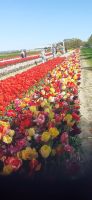Blumenfeld  &ndash; &copy; Kerstin Hugel (Eberhardt TRAVEL)