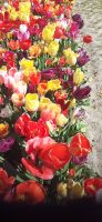Blumenfeld  &ndash; &copy; Kerstin Hugel (Eberhardt TRAVEL)