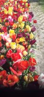 Blumenfeld  &ndash; &copy; Kerstin Hugel (Eberhardt TRAVEL)