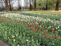 Im Keukenhof