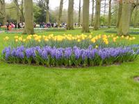 Im Keukenhof