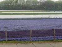 Blumenfeld am Straßenrand