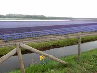 Blumenfeld am Straßenrand