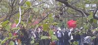 Blumenkorso