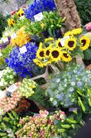 Blumenmarkt (2)