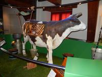 Im Käsemuseum