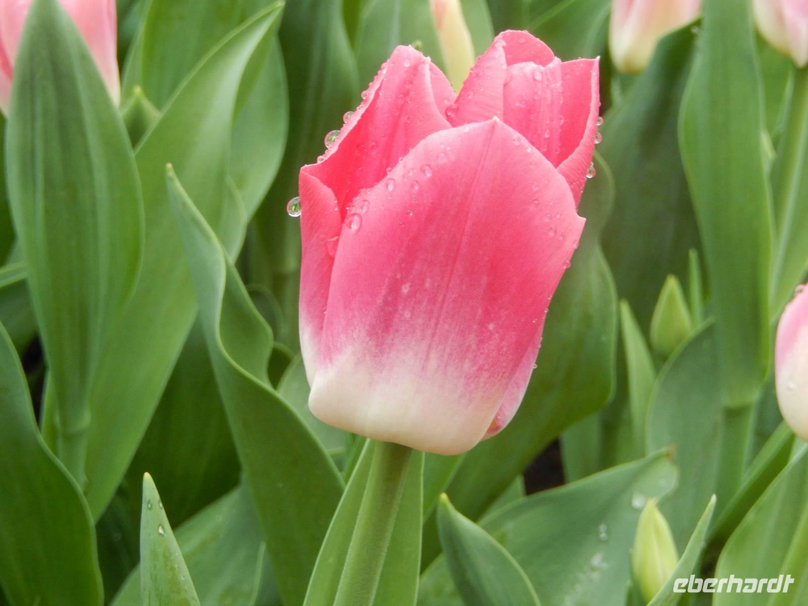 Im Keukenhof