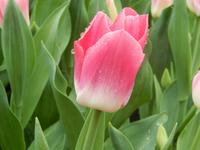 Im Keukenhof