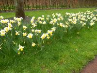 Im Keukenhof