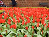 Im Keukenhof