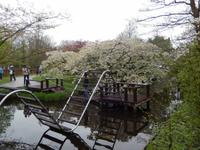 Im Keukenhof