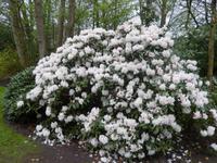 Im Keukenhof