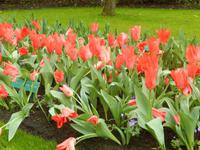 Im Keukenhof