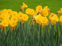Im Keukenhof
