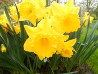 Im Keukenhof