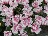 Im Keukenhof