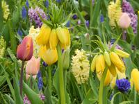 Im Keukenhof