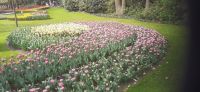 Keukenhhof