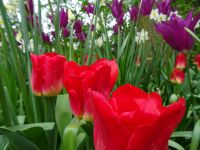 Keukenhof (101).JPG
