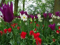 Keukenhof (103).JPG