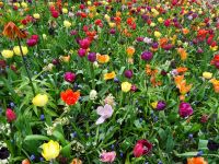 Keukenhof (107).JPG