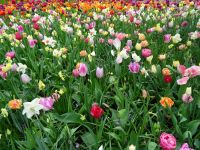 Keukenhof (109).JPG