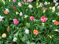 Keukenhof (110).JPG