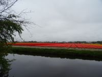 Keukenhof (111).JPG