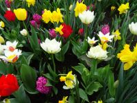 Keukenhof (115).JPG