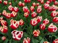 Keukenhof (124).JPG