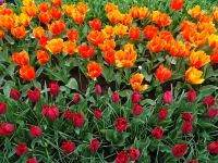 Keukenhof (127).JPG