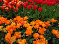 Keukenhof (129).JPG