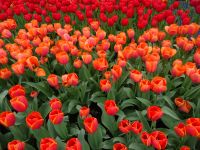 Keukenhof (130).JPG