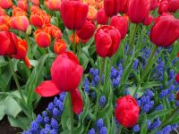 Keukenhof (131).JPG