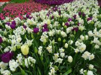 Keukenhof (135).JPG
