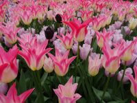 Keukenhof (137).JPG