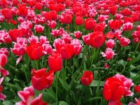 Keukenhof (145).JPG