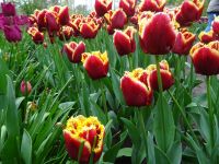 Keukenhof (19).JPG