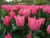 Keukenhof (2).JPG