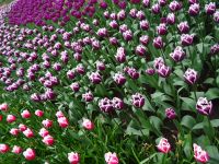 Keukenhof (23).JPG