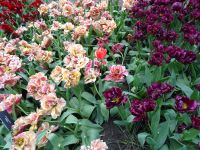 Keukenhof (26).JPG