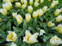 Keukenhof (27).JPG